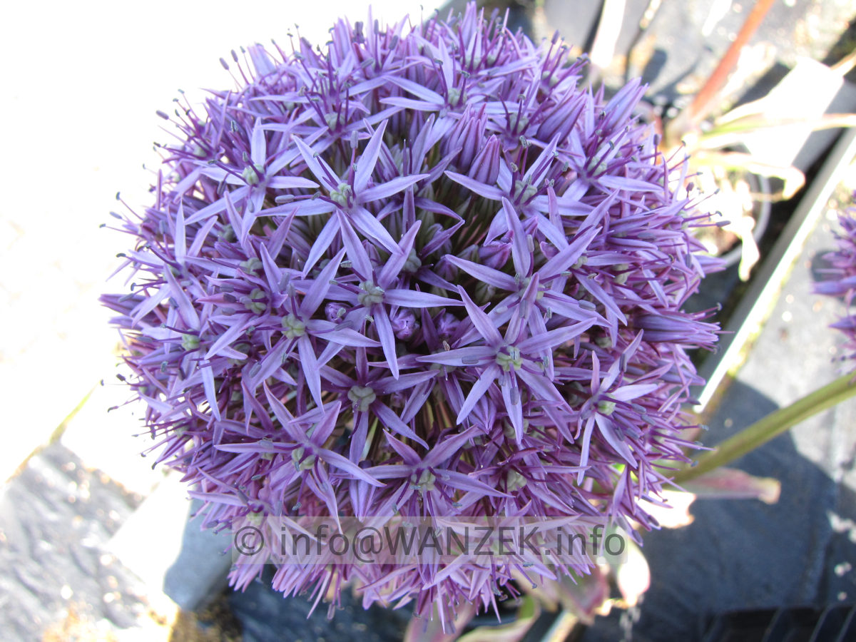 Allium aflatunense Purple Sensation2.JPG